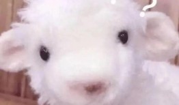 爆料网红小羊视频下载大全,海量热门内容一网打尽